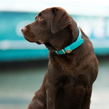 Load image into Gallery viewer, Over Under Water Dog Collar Teal